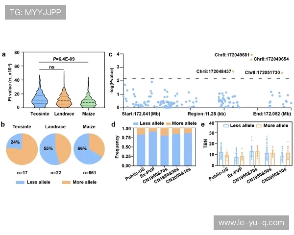 霍村进攻火力解析:数据揭示效率提升